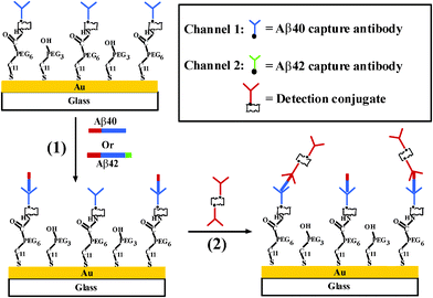 Schematic diagram showing the simultaneous SPR detection of Aβ40 and Aβ42. (From ref. 35, with permission. Copyright © 2010 American Chemical Society).