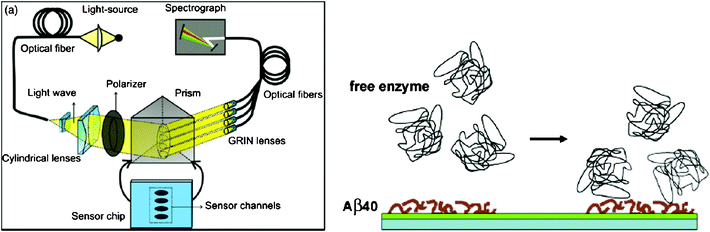 (Left) Scheme of the four-channel SPR sensor. Polychromatic light beam is directed through prism at a fixed angle and excites surface plasmon waves at the metal–dielectric interface. (Right) Scheme of detection of free 17β-HSD10 enzyme on the Aβ40-immobilized surface. (From ref. 53, with permission. Copyright © 2009 Elsevier Science B. V.).