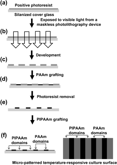 Schematic illustrations for the fabrication of a temperature-responsive micro-patterned surface. A photoresist pattern on a silanized cover glass surface is fabricated by using a maskless photolithography device (a–c). The cover glass is placed into acrylamide (AAm) solution, and then PAAm is selectively covalently grafted onto the non-photoresis-coated regions of the glass surface (d). After removing the photoresist from the cover glass, the substrate is placed into IPAAm solution and the PIPAAm is then covalently grafted onto the non-PAAm-grafted regions of the glass surface (e, f).