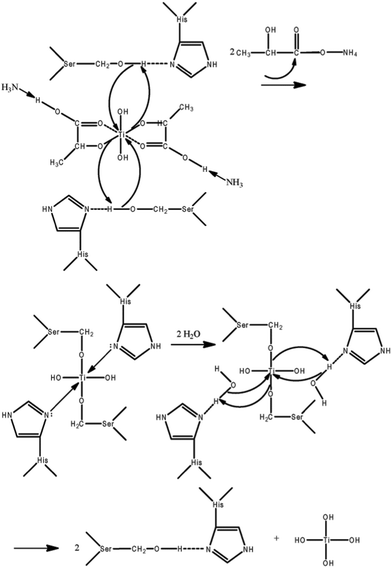 Serine-histidine catalysis for AM1-mediated hydrolysis of the TiBALDH precursor.