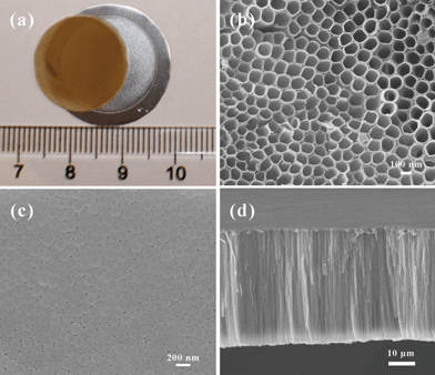 Digital and SEM images of the as-synthesized TNT membrane. (a) Digital image of a free-standing TNT membrane. (b), (c), and (d) are the top, bottom, and cross-section SEM images of the TNTs respectively.