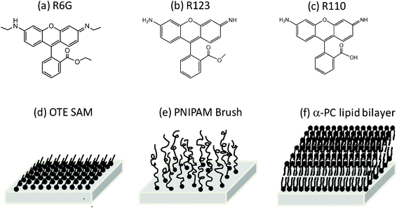 Chemical structures of (a) Rhodamine 6G, (b) Rhodamine 123 and (c) Rhodamine 110, and schematic drawings of three surfaces: (d) OTE monolayer, (e) PNIPAM brush and (f) α-PC lipid bilayer.