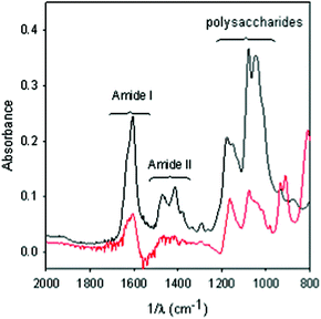 ATR-FTIR spectra of a (PAH-HA)30 film before (black) and after (red) 24-h contact with a 1.2 × 10−4 M {P5W30} solution. The surface was rinsed with acetate-NaCl buffer before acquisition of the spectra. The spectrum of the film put in contact with the polyoxoanion containing solution (red spectrum) was calculated taking the spectrum of the pristine (PAH-HA)30 film (black spectrum) as a reference, meaning that negative bands in the red spectrum would correspond to film erosion.