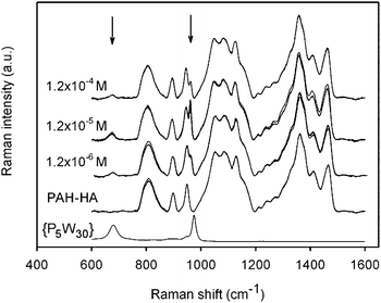 Raman spectra of (PAH/HA)90 films treated with {P5W30} at various concentrations during 24 h. The corresponding reference spectra of native (PAH/HA)90 films and pure {Na–P5W30} powder are also shown. For each film, 3 spectra recorded at 3 different locations are shown. All spectra relative to (PAH-HA)90 films were normalized with regards to the 1000–1200 cm−1 spectral region. Spectra of different samples were shifted in intensity for the sake of clarity. Arrows indicate the positions of the specific Raman peaks of {P5W30}.