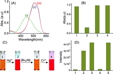 (A) The absorbance spectra of (i) L1 (20 μM) + Hg2+ (80 μM) (ii) L1 + Hg2+ in the presence of [Bu4N]I (5 mM) and (iii) L1 + Hg2+ in the presence of [Bu4N]I (5 mM) + Cr3+ (80 μM) in an acetonitrile solution; (B) the bar diagram represents the absorbance intensities at 509 nm of the respective solutions containing (1) L1 + Hg2+, (2) L1 + Hg2+ + [Bu4N]I, (3) L1 + Hg2+ + [Bu4N]I + Cr3+ and (4) L1 + Cr3+ + [Bu4N]I; (C) shows the colour variation of the solution of L1 in the presence of different ions and reagent: (1) L1 (20 μM) only, (2) L1 in the presence of Hg2+ (80 μM), (3) L1 in the presence of Hg2+ and [Bu4N]I (5 mM), (4) L1 in the presence of Hg2+, [Bu4N]I and Cr3+ (80 μM); (D) the bar diagram represents the emission intensity of the solution containing (1) only L1, (2) L1 + Hg2+, (3) L1 + Cr3+ , (4) L1 + Hg2+ [Bu4N]I and (5) L1 + [Bu4N]I + Cr3+ at 575 nm in acetonitrile.