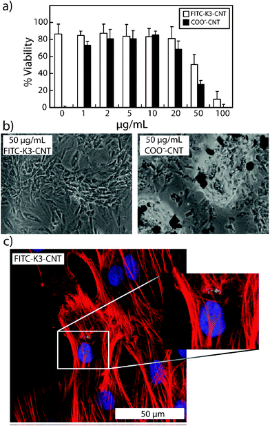 (a) rMSC viability assay after 48 h incubation with various concentrations of COO−-CNTs and FITC-K3-CNTs; (b) brightfield microscopy images of rMSCs after 48 h incubation with 50 μg mL−1 of FITC-K3-CNTs and COO−-CNTs; (c) confocal microscopy images of rMSCs incubated with FITC-K3-CNTs.