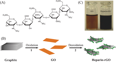 (A) Chemical structure of the repeated units of heparin. (B) Illustration showing the preparation of heparin-rGO in aqueous solution: step 1, oxidative treatment of graphite yields single-layer GO sheets; step 2, chemical reduction of GO by using heparin as both a reducing agent and a stabilizer to produce a stable aqueous suspension of heparin-rGO sheets. (C) Photograph of aqueous dispersions of GO (brown) and heparin-rGO (black).