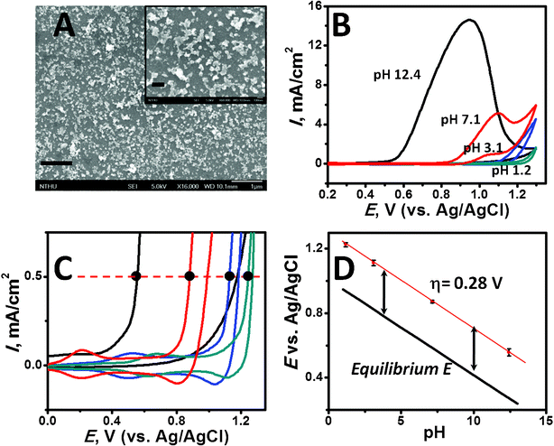 (A) SEM of an iridium oxide colloid adsorbed glassy carbon electrode assembled in 0.18 mM Ir-containing solution (pH 9.3) for 860 min. The scale bar is 1 μm. Inset: magnified image of (A) with a bar in 200 nm. (B) Cyclic voltammograms (50 mV s−1) of the iridium oxide colloid assembled (Γea = 1.89 × 10−10 mol cm−2) glassy carbon electrode in pH 1.2, 3.1, 7.1 and 12.1 solutions. (C) Magnified cyclic voltammograms at 0–1.3 V with black dots indicating the potential of initiation of water oxidation at 0.5 mA cm−2. (D) The overpotential (η) estimation given from a comparison of the acquired potentials (from C) to the pH-dependent equilibrium potential of the OER (black line).