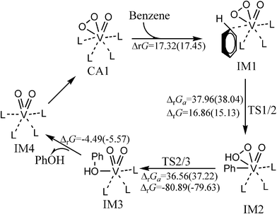 The catalytic cycle and free energy data (units in kcal mol−1) in the gas phase and CH3CN (values in parentheses) with VO(O2)(CH3CN)4+ as catalyst (L = CH3CN) at room temperature. The free energy barriers and reaction free energies are labelled as ΔrGa and ΔrG, respectively.