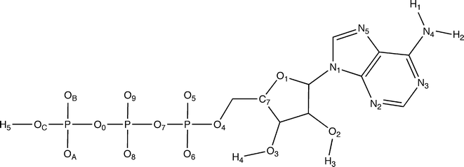 ATP molecule with labels for atoms considered in the hydrogen-bond analyses for the construction of the pharmacophore model.