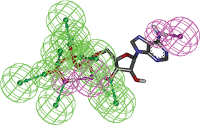 The ten-feature pharmacophore model ATP-PHARM-1 plotted on the ATP molecule. Green spheres and arrows represent hydrogen bond acceptors, while purple spheres and arrows represent hydrogen bond donors. This is the pharmacophore used for screening the small molecule NCI_3D database.