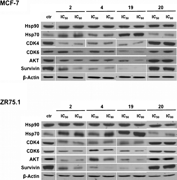 Effects of small molecules on Hsp90 chaperone function. Western blotting experiments showing the loss of Hsp90 client proteins in breast cancer cells treated with 1% DMSO (v/v) (control cells; ctr), or with compounds 2, 4, 19 or 20 (IC50 and IC80) for 72 h.