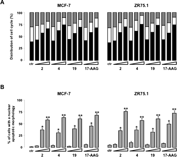 Effects of small molecules and 17-AAG on cell cycle phase distribution and induction of apoptosis. Cells were exposed for 72 h to 1% DMSO (v/v) (control cells; ctr) or to compounds 2, 4, 19 or 17-AAG (IC20, IC50 and IC80). (A) Cell-cycle phase distribution was assessed by flow cytometric analyses. The percentage of cells in G0/G1 (black), S (white) and G2/M (grey) phases are shown. Columns represent the mean of three independent experiments; SDs are always within ±5%. (B) Percentage of cells with an apoptotic morphology as assessed by fluorescence microscopy. Data represent the mean values ±SD of three independent experiments. **P < 0.001 and *P < 0.01, student's t test.