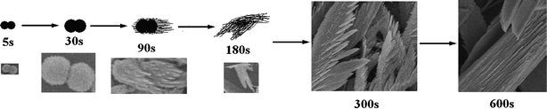 The time-dependent growth process of featherlike t-Te microstructures under the current electrodeposition conditions.