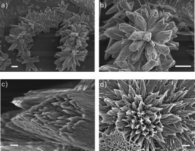 
          FE-SEM micrographs of a three-dimensional single columnar unit at pH 9: (a) assembled into a flower-like chain pattern. (b) Highly uniform columnar unit. (c) Enlarged image of the tail part of the columnar unit. (d) Aggregation of nanotubular bundles to form a columnar structure. The scale bars of (a–b) and (c–d) are 10 μm and 1 μm, respectively.