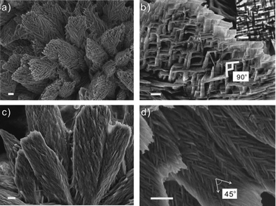 
          FE-SEM images of self-assembled plate-like assemblies at pH 11 and 13: (a) reticular plate-like structure formed at pH 11. (b) The nanotubes are perpendicularly interwoven together at pH 11. Scale bar: 200 nm. (TEM inset scale bar: 500 nm). (c) Tightly packed interwoven plate-like structure at pH 13. (d) The nanotubes are interwoven with one another at an angle of approximately 45°. The scale bars are 1 μm (a, c and d).