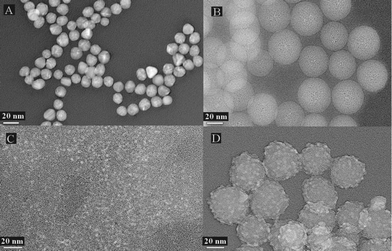 
          TEM images of (A) the gold nanoparticles, (B) silica nanoparticles, (C) Red-CdTe QDs and (D) silica nanoparticle/CdTe QD composite reporter probes.