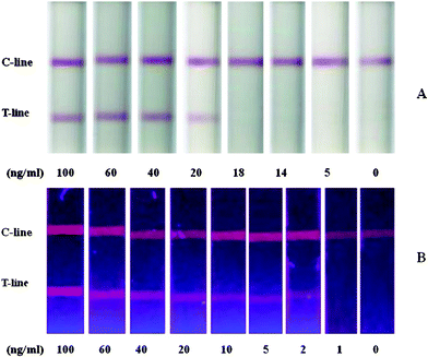 Lateral-flow test strips using different reporters: (A) colloidal gold and (B) silica/CdTe composite nanoparticles.