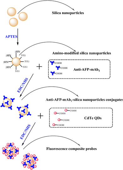 Schematic diagram of the procedure for the synthesis of the fluorescent silica nanoparticle/CdTe QD composite reporter probes.