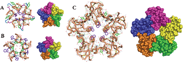 Wire frame and space filling models comparing homopentamers of octapeptide Ia (A) and IIa (B) with Shiga toxin (C) highlighting the clustered aromatics at the cores of the assemblies.