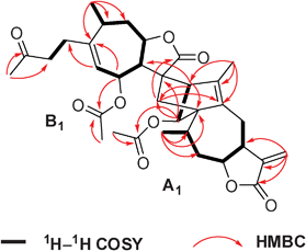 Key 1H–1H COSY and HMBC correlations of 1.