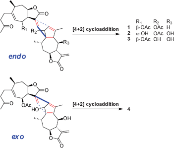 Plausible biogenetic pathway of Lineariifolianoids A–D (1–4).