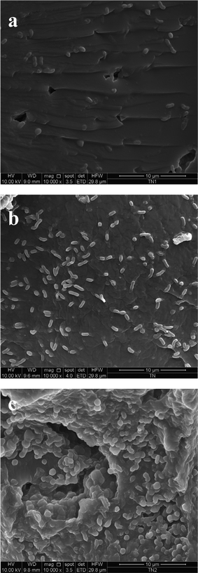 SEM microphotographs of the HMD 5 : 3 : 3 surface with immobilized T. neapolitana cells after I (a), II (b) and III (c) repeated fed-batch growth cycles.