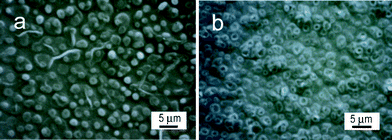 SEM images of the deposits on the ITO prepared by the electro-oxidation of (a) 1-methylpyrrole and (b) 1-methylindole in methanol at 20 °C.