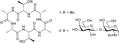 Smallest cyclic AFGP 2 and its cyclic peptide skeleton.