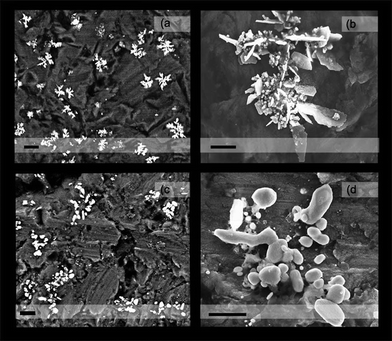 SEM photographs of deposits obtained at 2 °C: (a) Z-contrast (backscattered electrons). Scale bar 2 μm. (b) Topographical contrast (secondary electron scattering). Scale bar 500 nm. Photographs of deposits post-annealing: (c) Z-contrast. Scale bar 1 μm. (d) Topographical contrast. Scale bar 500 nm.