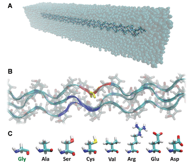 Atomistic model of the archetypical collagen peptides. Panel A shows the simulated system, with the collagen peptide in a water box. The central Gly residue of one chain (yellow in panel B) is mutated with the seven amino acids responsible for osteogenesis impefecta (panel C). During metadynamics simulations the free energy is calculated as a function of the distance between the chain bearing the mutation (i.e., the center of mass of the red region in panel B) and the center of mass of the other two chains (i.e., the center of mass of the blue regions in panel B). For the calculation of the interchain distance, we considered only backbone atoms of the residue bearing the mutation (or the corresponding on the non-mutated chains) and the immediate neighbor in both directions (thus a total of three amino acids per chain).