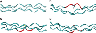 Energy minimum configurations. Energy minimum configuration is plotted for the reference case (panel A), where no mutation is introduced and the normal Gly residue (licorice rendering) leading to the triple helix folding of the collagen chains (ribbon rendering). When another amino acid (Asp, in panel B) substitutes the mandatory Gly residue, the energy minimum configuration shows a local unfolding of the triple helix, with an increasing distance between the chains. Regions marked in red are the section where there is a marked misfolding of the triple helix. The free energy profiles for both Cys and Glu mutations present two distinct energy minima: one for distances larger than the reference case (similar to the other mutations) and one, peculiar to these two cases, for distances shorter than the reference case. These metastable states correspond to a configuration in which the side chain of Cys (panel C) or Glu (panel D) points inwards with respect to the triple helix, laying between the other two chains.