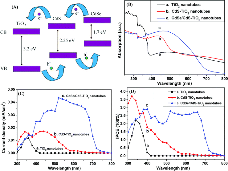 (A) The band edge structure for the efficient transport of the excited electrons and holes in CdS/CdSe co-sensitized TiO2 NTs. (B) UV-vis diffuse-reflectance spectra of (a) Anodized TiO2 NTs, (b) CdS-TiO2 NTs, (c) CdSe/CdS-TiO2 NTs. (C) The photocurrent dependence on the wavelength of illumination monochromatic light: (a) TiO2 NTs; (b) CdS-TiO2 NTs; (c) CdSe/CdS-TiO2 NTs. (D) Incident photon to current conversion efficiencies (IPCEs) measured as a function of wavelength for QDs-sensitized TiO2 NTs: (a) TiO2 NTs; (b) CdS-TiO2 NTs; (c) CdSe/CdS-TiO2 NTs.