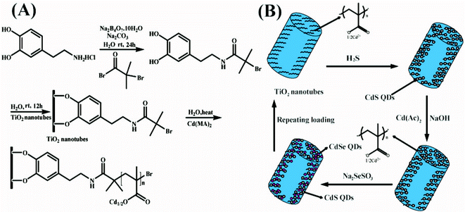 (A) Preparation of polymer brushes grafted TiO2 NTs. (B) Successive loading of CdS/CdSe QDs onto TiO2 NTs.