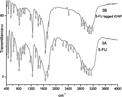 
              FT-IR of 5-FU (3A) and 5-FU tagged IONPs (3B).