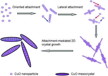 Schematic illustration for the formation of leaf-like CuO mesocrystals.