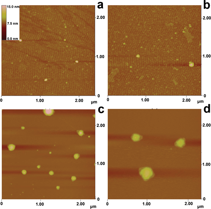 
            AFM images of: a) H33258; b) H33258–ssDNA; c) H33258–pomDNA; d) H33258–pcDNA. The concentration of H33258 was 1.0 × 10−5 mol L−1 and DNA was 1.5 × 10−9 mol L−1; pH 7.4.