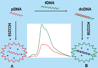 Schematic of RLS detection of sequence-specific DNA: (A) RLS intensity of H33258 without obvious change in the presence of ssDNA; (B) enhanced RLS intensity of H33258 in the presence of dsDNA.