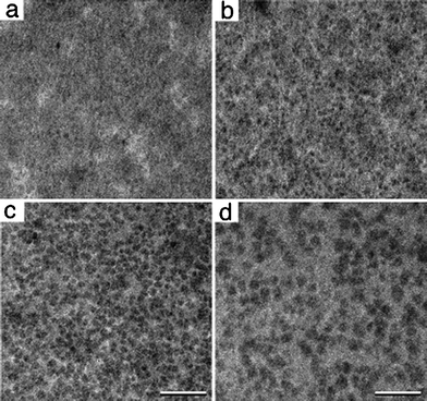 Tagged ribosomes were captured from a bacterial lysate solution and imaged in an in situ flow holder within a TEM column. (a) Upon the initial flow of lysate solution into the imaging window, no notable ribosomal complexes adhered to the capture device (50 k×). (b) Tagged complexes bound to the functionalized affinity capture devices as they flowed inside the holder until the field of view became saturated with particles (c). Scale bar is 200 nm. (d) Higher magnified view (100 k×) of the complexes bound to the affinity device showed dimensions consistent with 50S ribosome complexes. Scale bar is 100 nm.