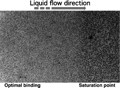 A dynamic population of tagged 50S ribosomal complexes were captured upon affinity devices. Images across many regions showed a disparate number of 50S particles bound to the functionalized devices.