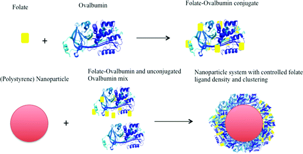 Preparation of folate-decorated polystyrene nanoparticles. Each ovalbumin ‘anchor’ molecule allows covalent linkage of multiple ligands. Co-adsorption of ligand-conjugated (at different molar substitution ratio) and unconjugated anchor molecules achieves ligand clustering on nanoparticle surface.