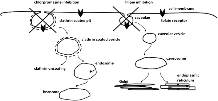 Cartoon representation of the possible cellular internalisation pathways suggested for folate ligand and their inhibition. Diagram is not to scale in representing the proportions of the different objects.