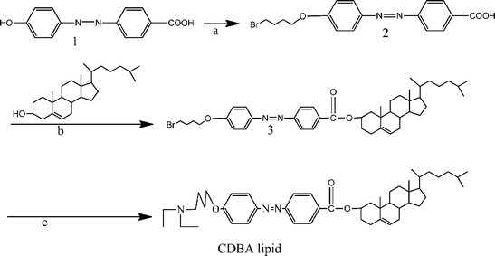 
            Reagents and conditions: (a) 1,4-dibromobutane, K2CO3, 18-crown-6, reflux (90%); (b) DCC, DMAP, r.t. (55%); (c) Et2N, reflux (50%).