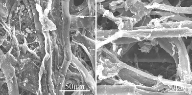 
            SEM images of (a) CM, (b) m-CM6-8-120.