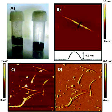 (A) Photograph of vials containing a suspension of SWNTs (left) and GL-1 coated SWNTs (right) in water taken one day after sonication. (B) Tapping mode AFM height image and cross section of GL-1 coated SWNTs, image scale 0.83 μm × 0.83 μm. (C) Height image of GL-1 coated SWNTs, image scale 2 μm × 2 μm. (D) Amplitude image of same region as Fig. 3C. Images of SWNTs were acquired on freshly cleaved mica surfaces.