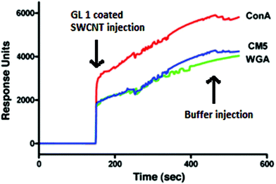 
          SPR sensorgrams obtained for the interaction of Con A, WGA, and the bare sensor chip (CM5) with GL-1 coated SWNTs.