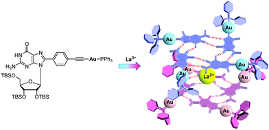 A possible diagram showing the formation of the Au(i)–Au(i) interaction upon addition of La(OTf)3.