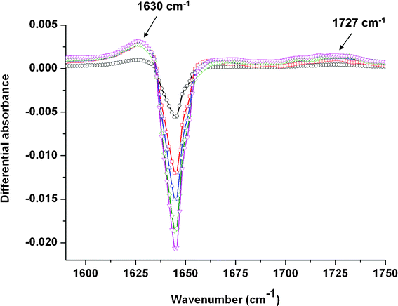 Evolution of the differential absorbance (after/before) irradiation of a 10−1 mol dm−3 TEMA solution in the 1590–1750 cm−1 spectral region as a function of the dose: 6.8 kGy (○); 13.6 kGy (□); 20.4 kGy (△); 27.2 kGy (◇) and 34 kGy (▽). The spectra are recorded just after irradiation.