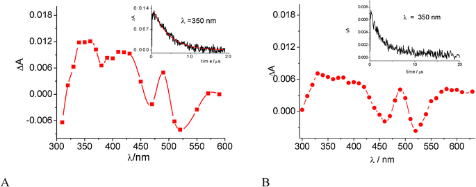 Difference absorption spectra observed 300 ns after excitation with a 20 ns laser pulse, cell path 1 cm, at 22 °C: (A) 1.6 × 10−4 M DOX in Ar-saturated 0.01 M phosphate buffer at pH 7.4 in the presence of 1.6 × 10−2 M γ-CyD, laser pulse 532 nm, 3 mJ. (B) 7.0 × 10−5 M DOX in EtOH, laser pulse 266 nm, 2 mJ. Insets: decay profiles at 350 nm.