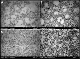 Heating rate effects on the particle morphologies (20% DDA): A) microreactor 30 s; B) microreactor 10 min; C) batch reactor 4 min; D) batch reactor 12 min.